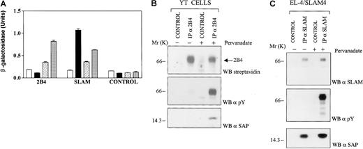 Fig. 1. The cell surface molecule 2B4 recruits the. / XLP gene product SAP after phosphorylation of the tyrosine residues in its cytoplasmic tail. (A) Comparison of the interactions between 2B4/SAP and SLAM/SAP in yeast cells. To detect binding between the cytoplasmic tail of 2B4 and SAP, a yeast 2-hybrid system was adapted to measure interactions with phospho-proteins. To this end, mutations of c-fyn were cotransfected with SAP into the yeast cell. Binding between 2 proteins in yeast cell extracts was detected by a β-galactosidase assay, as described in “Materials and methods.” For each construct, at least 3 independent colonies were tested in the β-galactosidase assay. Open bars: cells transfected with empty pBRIDGE vector and pGAD424 encoding the cytoplasmic tail of 2B4 or SLAM; solid bars: cells transfected with pBRIDGE-SAP and pGAD424 encoding the cytoplasmic tail of 2B4 or SLAM; hatched bars: cells transfected with pBRIDGE-SAP and Fyn420, 531 Y-F and with pGAD424 encoding the cytoplasmic tail of 2B4 or SLAM; dotted bars: cells transfected with pBRIDGE-SAP and Fyn 420, 531 Y-F, 176 R-Q and with pGAD424 encoding the cytoplasmic tail of 2B4 or SLAM. Control, empty pGAD424 with pBRIDGE encoding the indicated DNA sequences. (B) SAP binds to phosphorylated 2B4 in NK cell line. Interactions between SAP and 2B4 in the YT cell line were studied by immunoprecipitation of 2B4 followed by Western blot analysis with anti-SAP. YT cells (50 × 106 cells/mL) were biotinylated and then incubated in the presence or absence of 1 mM pervanadate. Cells were lysed in detergent, and 2B4 was immunoprecipitated with the 2B4 specific monoclonal antibody C1.7 (α-2B4). After SDS-PAGE, proteins were transferred to a PVDF membrane and were identified with streptavidin, antiphosphotyrosine (α-PY), or antihuman SAP 10C4.2 (α-SAP). CONTROL, immunoprecipitation with an irrelevant monoclonal antibody. (C) SAP binds to nonphosphorylated and phosphorylated SLAM in a T-cell line. Interactions between SAP and SLAM were studied in the T-cell transfectant cell line EL-4/SLAM4 by immunoprecipitation of SLAM, followed by Western blot analysis with anti-SAP. EL-4/SLAM4 cells (20 × 106 cells/mL) expressing human SLAM were treated with pervanadate, as described in panel B, and SLAM was immunoprecipitated by an antihuman SLAM monoclonal antibody (α-SLAM).2 After SDS-PAGE, proteins were transferred to a PVDF membrane and identified by Western blot analysis with a rabbit antihuman SLAM antibody, antiphosphotyrosine (α-PY), or antihuman SAP (α-SAP) 10C4.2 CONTROL, immunoprecipitation with an irrelevant monoclonal antibody.