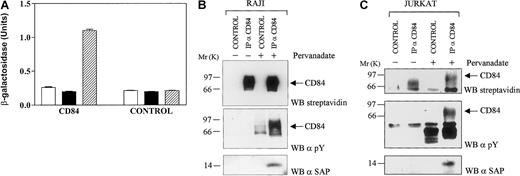 Fig. 3. Interactions of SAP with the phosphorylated cytoplasmic tail of CD84. / (A) CD84 and SAP in yeast. The interaction of SAP with the cytoplasmic tail of human CD84 in the presence or absence of Fyn 420, 531 Y-F took place in the yeast cell and was measured in a β-galactosidase assay. For each construct, at least 3 independent colonies were tested in the galactosidase assay. Open bars: cells transfected with empty pBRIDGE vector and pGAD424 encoding the cytoplasmic tail of CD84; solid bars: cells transfected with pBRIDGE-SAP and pGAD424 encoding the cytoplasmic tail of CD84; hatched bars: cells transfected with pBRIDGE-SAP and Fyn420, 531 Y-F and with pGAD424 encoding the cytoplasmic tail of CD84. Control, empty pGAD424 with pBRIDGE encoding the indicated DNA sequences. (B) SAP coprecipitates with phosphorylated CD84 in a B-cell line. Cells of a variant of the Burkitt lymphoma cell line Raji, which was known to express SAP in its cytoplasm,2 were biotinylated and incubated in the presence or absence of 1 mM pervanadate. After lysis in detergent, CD84 was immunoprecipitated with 1 μg antihuman CD84 monoclonal antibody (IP α-CD84) (CD84.1.21). Proteins were transferred to PVDF membranes and Western blotted (WB) with streptavidin (WB streptavidin), antiphosphotyrosine (α-pY), and monoclonal antihuman SAP (α-SAP)10C4.2 CONTROL, immunoprecipitation with mouse immunoglobulin. (C) SAP coprecipitates with phosphorylated CD84 in Jurkat. Stable CD84 transfectants of the T- cell line Jurkat were biotinylated and then incubated in the presence or absence of 1 mM pervanadate. After lysis in detergent, CD84 was immunoprecipitated with 1 μg antihuman CD84 monoclonal antibody (IP α-CD84) (CD84.1.21). Proteins were transferred to PVDF membranes and Western blotted (WB) with streptavidin (WB streptavidin), antiphosphotyrosine (α-pY) and monoclonal antihuman SAP (α-SAP) (10C4.2). CONTROL, immunoprecipitation with mouse immunoglobulin.