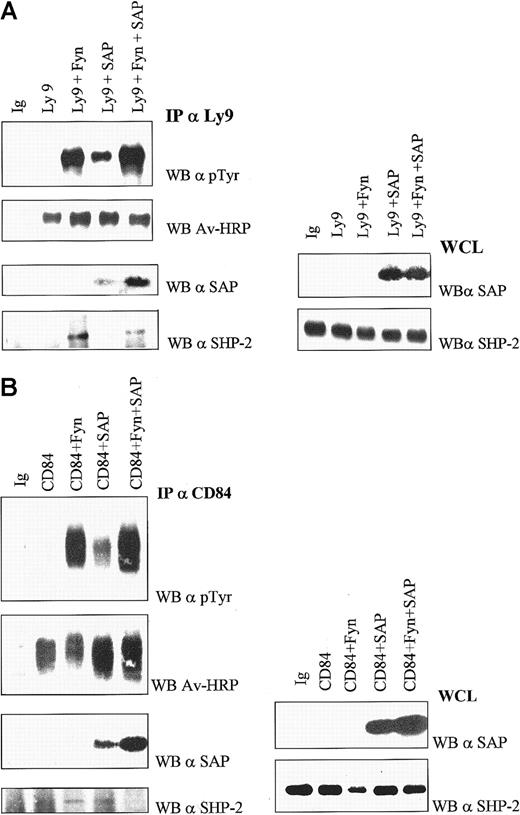 Fig. 5. SAP blocks binding of SHP-2 to phosphorylated Ly-9 and CD84. / To detect interactions between Ly-9 or CD84 and SHP-2, COS-7 cells were cotransfected with cDNAs encoding one of the receptors, humanc-fyn, in the presence or absence of human SAP. On immunoprecipitation with monoclonal antibody directed at either Ly-9 or CD84, the receptor-associated protein complexes were analyzed by Western blotting. (A) SHP-2 binds to phosphorylated Ly-9 in the absence of SAP. COS-7 cells were transfected with the indicated constructs, and 48 hours later cell surface proteins were biotinylated, cells were lysed, and Ly-9 was immunoprecipitated as described in “Materials and methods.” Immunoprecipitates and whole-cell lysates were run on SDS-PAGE and transferred to PVDF. Ly-9 was detected using streptavidin conjugated to horseradish peroxidase, and phosphotyrosine, SAP, and SHP-2 were detected using the antibodies described in “Materials and methods.” Whole-cell lysates were Western blotted for SAP and SHP-2 to control for gel loading. (B) SHP-2 binds to phosphorylated CD84 in the absence of SAP. COS-7 cells were transfected with the indicated constructs, and 48 hours later cell surface proteins were biotinylated, cells were lysed, and CD84 immunoprecipitated as described in “Materials and methods.” Immunoprecipitates and whole-cell lysates were run on SDS-PAGE and transferred to PVDF. CD84 was detected using streptavidin conjugated to horseradish peroxidase, and phosphotyrosine, SAP, and SHP-2 were detected using the antibodies described in “Materials and methods.” Whole-cell lysates were Western blotted for SAP and SHP-2 to control for gel loading.