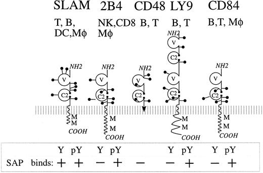 Fig. 8. Summary of the SAP-binding proteins. / Binding of SAP to the cytoplasmic tail of the cell surface receptors is indicated by a plus sign, and absence of binding to SAP is indicated by a minus sign. SAP binds to the phosphorylated (pY) cytoplasmic tails of SLAM, 2B4, Ly-9, and CD84 and only to the nonphosphorylated (Y) tail of SLAM. CD48 is the ligand for 2B4 (see “Discussion”). B, B lymphocyte; T, T lymphocyte; CD8, CD8+ lymphocyte; COOH, carboxy-terminus; DC, dendritic cell; Mφ, macrophage; NH2, amino-terminus; M, SAP-binding motif; –, N-linked carbohydrate side chain.