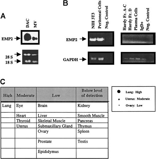 Fig. 1. EMP2 has a discrete cell type and tissue distribution. / (A) Northern blot analysis of EMP2 in total DAC and MV RNA. The 4.8-kb EMP2 transcript was significantly higher in DAC than MV. rRNA bands indicate that the samples were equally loaded. (B) RT-PCR of EMP2 expression in NIH3T3 cells, peritoneal cells, Hardy fraction B cells, and plasma cells. PCR yielded the expected 514-bp EMP2 fragment in peritoneal and NIH3T3 fibroblasts. No EMP2 expression was detectable in Hardy fractions or plasma B cells. Glyceraldehyde phosphate dehydrogenase was used as a positive control to normalize expression between the different cell types. (C) EMP2 expression in murine tissue was evaluated by Northern dot blot probed with a 32P-labeledEMP2 fragment. Criteria for semiquantitative assessment of tissue expression are shown in the right panel; results are tabulated in the left panel.