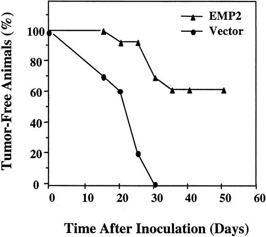 Fig. 3. EMP2 suppresses tumor formation. / EMP2 was recombinantly reintroduced into MV cells using a pSRα retroviral expression vector. Balb/c mice were injected intraperitoneally with 5 × 105 vector control or mEMP2 overexpressing cells. Mice were monitored for up to 50 days for tumor formation.