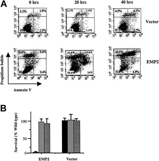 Fig. 5. EMP2-induced cell death has features of apoptosis. / EMP2 or vector control infectant NIH3T3 cells were cultured for 20 or 40 hours in 0.5% serum and assayed for cell death. (A) Propidium iodide and annexin V staining. Time 0 represents cells before transfer to 0.5% serum conditions. EMP2 infectants after 20 hours express a more than 8-fold increase in annexin V staining compared with vector control infectants. (B) Cells were cultured in 0.5% serum supplemented with either 0.5% DMSO (▪), Z-VAD (30 μM in 0.5% DMSO) (▨), or Z-DEVD (30 μM in 0.5% DMSO) (░). Two days later, cells were harvested, and viable cells were enumerated using trypan blue exclusion. Inhibitors reversed EMP2-mediated serum deprivation apoptosis.