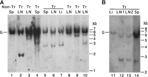 Fig. 4. The disseminated lymphoma seen in MCL1 transgenic mice exhibits clonal rearrangement of the immunoglobulin heavy-chain locus. / A probe representing the murine immunoglobulin heavy-chain JH region probe was used in Southern blotting of cases of follicular lymphoma (lanes 3-4), diffuse large-cell lymphoma (lanes 5-7, 9, 11-14), and polymorphic lymphoma (lanes 2, 8, 10). Tissues (LN, lymph node; Sp, spleen; Li, liver) from the same animal are indicated with horizontal overlining. In the animal represented in lanes 5-7, lymphoma was present in the lymph nodes, spleen, and liver. In the animal represented in lanes 11-14, lymphoma was present in the lymph nodes and spleen but had not massively infiltrated the liver. The position of the germline (unrearranged) band is indicated with a G. Tr indicates transgenic.