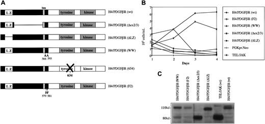 Fig. 5. Structure and transforming properties ofH4/PDGFβR and related mutants. / (A) Schematic diagram of H4/PDGFβR fusion and related mutants. H4/PDGFβR (wt) is the wild-type full-length cDNA. H4/PDGFβR-ΔEX lacks amino acids 101 to 368 of H4; H4/PDGFβR-ΔLZ lacks the leucine zipper domain from amino acids 55 to 93 of H4 moiety;H4/PDGFβR-WW contains 2 W → A substitutions at positions 566/593 of the PDGFβR gene;H4/PDGFβR-634R is a kinase-inactive mutant; andH4/PDGFβR-F2 contains 2 Y → F mutations of residues 579/581 of the PDGFβR portion of the fusion. (B) H4/PDGFβR transformation of Ba/F3 cells. H4/PDGFβR was retrovirally transduced by retrovirus into Ba/F3 cells, followed by selection with G418 (1 mg/mL) in the presence of IL-3. After 7 days, the cells were washed and IL-3 was withdrawn. Cells were counted every 24 hours with the use of trypan blue solution (0.4%) to distinguish between viable and nonviable cells. None of the H4/PDGFβR mutants tested were able to efficiently induce IL-3–independent growth, although longer term culture allowed for eventual outgrowth of IL-3–independent clones (data not shown). Control experiments demonstrated that TEL/JAK2, but not a PGK-neo empty vector, conferred factor independence to Ba/F3 cells. (C) Expression of H4/PDGFβR and related mutants. Expression of H4/PDGFβR and related mutants was confirmed by Western blot analysis of Ba/F3 whole cell lysates by means of anti-PDGFβR antibody as described in “Materials and methods.” Expected band sizes are H4/PDGFβR, 110 kd; H4/PDGFβR ΔEX, 85 kd; and H4/PDGFβR ΔLZ, 105 kd.