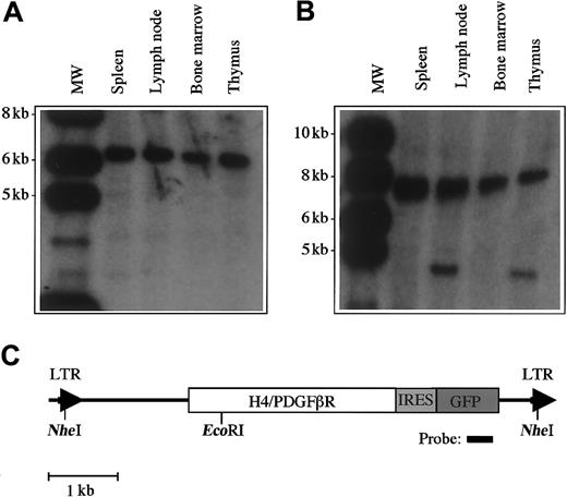 Fig. 7. Analysis of proviral integration in disease tissue in transplanted mice. / Southern blot analysis was performed with 10 μg DNA extracted from murine tissues. (A) DNA was digested with the restriction enzymeNheI, which cleaves in the viral long-terminal repeat sequences and demonstrates viral integration. The expected DNA band size is 5.8 kb. (B) Clonality of the disease was assessed by digestion with EcoRI, which cleaves once within the provirus. There is clonal disease in spleen and bone marrow, and the presence of a second clone was detected in lymph node and thymus. (C) Restriction sites within the proviral sequence.