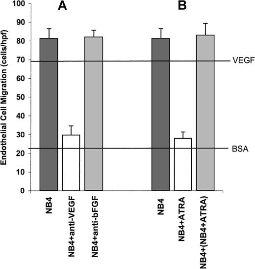 Fig. 3. VEGF-mediated stimulation of endothelial cell migration by NB4 CM. / (A) Conditioned media from NB4 cells strongly stimulated endothelial cell migration. Migration was completely inhibited by the addition of antibodies to VEGF. The addition of anti-bFGF antibodies had no effect on endothelial cell migration. The upper horizontal line is a positive control using purified VEGF. The lower horizontal line is a negative control using bovine serum albumin. (B) In contrast to CM from untreated NB4 cells, CM from NB4 cells treated with ATRA did not stimulate endothelial cell migration. The addition of CM from NB4 cells treated with ATRA to CM from untreated NB4 cells did not result in the inhibition of endothelial cell migration.
