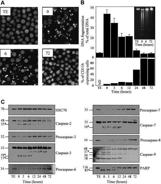 Fig. 2. Inhibition of etoposide-induced apoptosis in U937 cells induced to differentiate by TPA. / U937 cells were untreated (TE) or preincubated for indicated times with 20 nM TPA, washed, then treated for 4.5 hours with 50 μM etoposide. (A) Nuclear morphologic changes associated with apoptosis were visualized by fluorescent microscopy after Hoechst staining. (B) (upper panel) Apoptotic DNA fragmentation was quantified using a filter elution assay. Values from 1 of 2 independent experiments are shown (mean ± SD of triplicate samples). (inset) Visualization of apoptotic DNA fragmentation by agarose gel electrophoresis. (lower panel) Percentage of differentiated cells according to CD11b expression measured before etoposide treatment. (C) Indicated caspases and PARP were analyzed in whole-cell extracts by immunoblot. Numbers are molecular weights in kilodaltons. “Procaspase” and “caspase” are used to design the studied enzymes, depending on whether the tested antibody does not or does detect the cleavage fragments (∗), respectively. A unique series of cell lysates was used for these experiments. Loading of each strip was checked by using an antihuman HSC70 mAb (one representative control is shown).