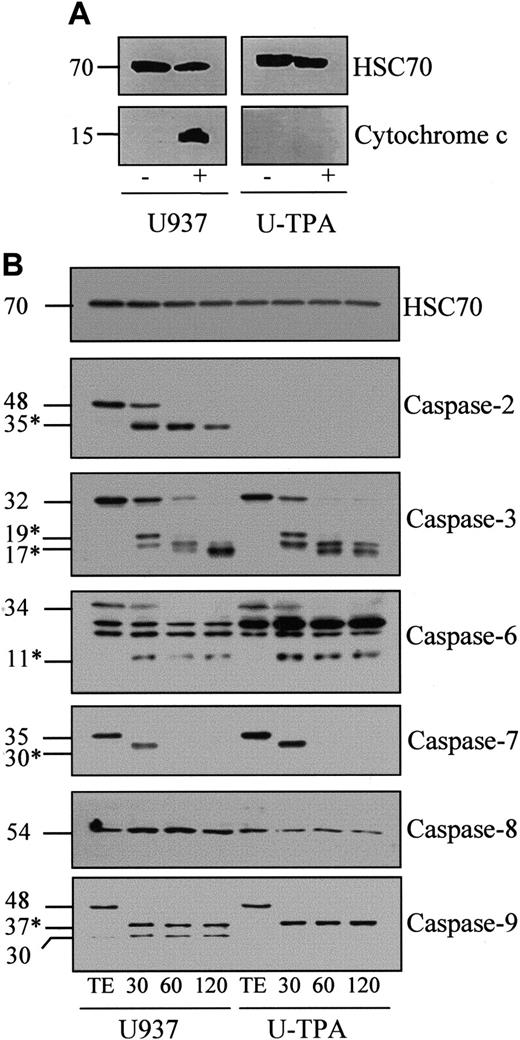 Fig. 3. Cytochrome c-mediated activation of caspases in cell-free extracts. / (A) Western blot analysis of cytochrome c in cytosolic fractions from undifferentiated (U937) and TPA-differentiated (U-TPA) U937 cells treated (+) or not treated (−) with 50 μM etoposide for 4.5 hours. (B) Cell-free extracts from U937 and U-TPA cells were left untreated for 2 hours (TE) or were incubated for indicated times (minutes) in the presence of 5 μM cytochrome c and 1 mM dATP. Processing of indicated caspases was analyzed by Western blot. Numbers are molecular weights in kilodaltons. *Cleavage products. Loading was checked with the use of an antihuman HSC70 mAb.