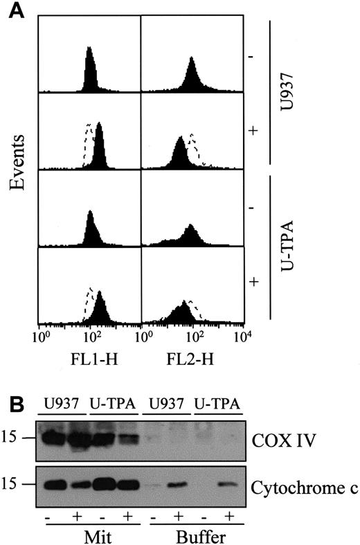 Fig. 4. TPA-induced differentiation of U937 cells does not alter mitochondrial reactivity. / (A) Flow cytometry analysis of mitochondrial potential in undifferentiated (U937) and TPA-differentiated (U-TPA) U937 cells, treated (+) or not treated (−) with 100 μM m-chlorophenylhydrazone for 30 minutes. Mitochondrial membrane depolarization is indicated by the decreased mitochondrial aggregate (FL2-H) and the increased cytosolic monomer (FL1-H). Dashed lines indicate the controls. (B) Purified mitochondria isolated from U937 and U-TPA cells were treated (+) or not treated (−) with 5 mM atractyloside for 30 minutes. Cytochrome c expression was analyzed by Western blot in mitochondrial (Mit) and supernatant (Buffer) fractions. Lack of supernatant contamination by mitochondria extracts was checked by using an antihuman cytochrome oxidase subunit IV (COX IV) mAb.
