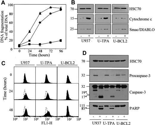 Fig. 5. Lonidamine induces apoptosis in TPA-differentiated U937 cells. / Undifferentiated (▴, U937), TPA-differentiated (●, U-TPA), and Bcl-2–overexpressing U937 cells (▪, U-BCL2) were treated for indicated times with 200 μM lonidamine. (A) Apoptotic DNA fragmentation was quantified using a filter elution assay. Values from 1 of 2 independent experiments are shown (mean ± SD of triplicate samples). (B) Western blot analysis of cytochrome c and Smac/Diablo expression in cytosolic fractions from U937, U-TPA, and U-BCL2 cells treated (+) or not treated (−) with 200 μM lonidamine for 48 hours. (C) Mitochondrial membrane depolarization was visualized by flow cytometry in U937, U-TPA, and U-BCL2 cells treated with 200 μM lonidamine for indicated times. Mitochondrial depolarization was identified by an increased level of cytosolic green monomer (FL1-H; dashed lines indicate the controls). (D) Western blot analysis of procaspase-3 and caspase-3 active fragments and PARP expression in whole-cell extracts from U937, U-TPA, and U-BCL2 cells treated (+) or not treated (−) with 200 μM lonidamine for 48 hours. Numbers are molecular weights in kilodaltons. *Cleavage products. Loading was checked with the use of an antihuman HSC70 mAb.
