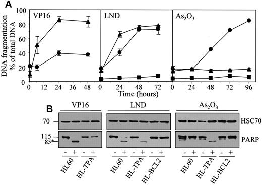 Fig. 8. Lonidamine and arsenic trioxide bypass the resistance of TPA-differentiated HL60 cells to etoposide. / Undifferentiated (▴, HL60), TPA-differentiated (●, HL-TPA), and Bcl-2 overexpressing (▪, HL-BCL2) HL60 cells were treated with 50 μM etoposide (VP16), 200 μM lonidamine (LND), or 4 μM arsenic trioxide (As2O3) for indicated times. (A) Apoptotic DNA fragmentation was quantified with the use of a filter elution assay. Values from 1 of 2 independent experiments are shown (mean ± SD of triplicate samples). (B) Western blot analysis of PARP cleavage in whole-cell extracts from HL60, HL-TPA, and HL-BCL2 cells, either untreated (−) or treated (+) with 50 μM VP16 for 6 hours, 200 μM LND for 48 hours, or 4 μM As2O3 for 48 hours. Numbers are molecular weights in kilodaltons. *Cleavage product. Loading was checked with the use of an antihuman HSC70 mAb.