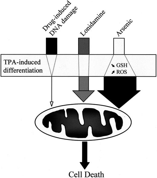 Fig. 9. Influence of TPA-induced differentiation on drug-induced cell death. / TPA-mediated differentiation of leukemic cells strongly decreases the ability of classical anticancer drugs, such as those inducing DNA damage, to activate the mitochondrial pathway to cell death. In contrast, the differentiation process has limited influence on cell death induced by the mitochondria-targeting agent lonidamine and even sensitizes the cells to arsenic-mediated activation of the mitochondrial pathway.