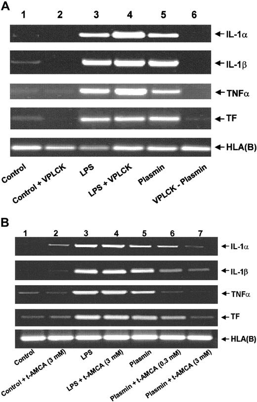 Fig. 3. Role of the intact catalytic center and lysine binding sites for the plasmin-induced expression of IL-1α, IL-1β, TNF-α, and TF mRNA in human monocytes. / (A) Effect of active site-blocked plasmin. The catalytic center of plasmin was blocked by preincubation with the irreversible inhibitor VPLCK. Monocytes were cultured in the absence of any stimulus (lane 1), VPLCK 25 μM (lane 2), LPS 1 μg/mL (lane 3), LPS 1 μg/mL, and VPLCK 25 μM (lane 4), in the presence of plasmin 0.43 CTA U/mL (lane 5) or with 0.43 CTA U/mL active site-blocked plasmin (VPLCK-plasmin, lane 6). (B) Effects of t-AMCA. Monocytes were cultured in the absence of any stimulus (lane 1), t-AMCA 3 mM (lane 2), LPS 1 μg/mL (lane 3), LPS 1 μg/mL, and t-AMCA 3.0 mM (lane 4), in the presence of plasmin 0.43 CTA U/mL (lane 5) and with plasmin 0.43 CTA U/mL and t-AMCA 0.3 mM (lane 6) or 3.0 mM (lane 7), respectively. In both experiments, cells were harvested after 4 hours, and mRNA was extracted and subjected to RT-PCR. HLA(B) was used for normalization. Results of 1 of 3 experiments are shown in each case.