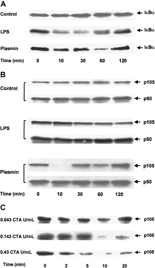 Fig. 8. Proteolytic degradation of IκBα and p105 in plasmin-stimulated monocytes. / (A,B) Kinetic study. Cells were either unstimulated (control) or treated with LPS 1 μg/mL (positive control) or plasmin 0.43 CTA U/mL for the times indicated. (C) Detailed time- and concentration-dependent effects of plasmin from 0.043 to 0.43 CTA U/mL on p105 degradation. Cell extracts were prepared and used for immunoblots with specific anti-IκBα (A) and anti-p50 (B,C) antibodies. Because p105 contains the complete sequence of p50, it is also recognized by anti-p50 antibodies. Positions of IκBα (37 kd), p105 and p50 (105 kd and 50 kd, respectively) are indicated. In each case, a representative blot of 3 independent experiments is shown.