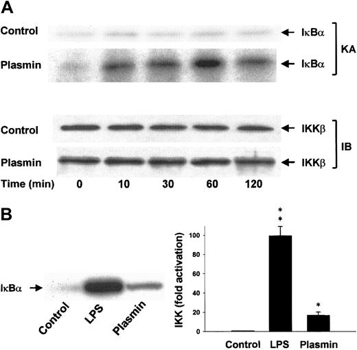 Fig. 9. Induction of IKKβ activation by plasmin. / (A) Kinetic study of IKKβ activation. Monocytes were either unstimulated or stimulated with plasmin 0.43 CTA U/mL for the indicated times. IKKβ was precipitated from the cell extracts with a specific rabbit anti-IKKβ antibody and protein A–agarose. In vitro kinase assays (KA) were performed using IκBα-tagged fusion protein corresponding to the full-length human IκBα (amino acids 1-317) as a substrate. Composition of the immunoprecipitates was analyzed by immunoblot with mouse anti-IKKβ (IB). Results of 1 of 3 experiments are shown. (B) Monocytes were incubated with or without plasmin 0.43 CTA U/mL or LPS 1 μg/mL for 10 minutes. IKKβ was immunoprecipitated with a specific rabbit anti-IKKβ antibody. Precipitates were analyzed for kinase activity (KA). Phosphorylated substrate was visualized by autoradiography and quantified densitometrically. *P < .05 and **P < .01 versus unstimulated controls. Results are the mean ± SEM of 3 independent experiments.