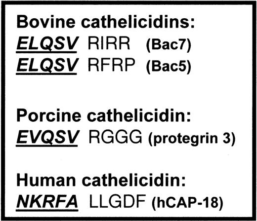 Fig. 1. Cleavage sites of cathelicidins. / Cleavage sites between the cathelin part and the antimicrobial peptide of the bovine and porcine cathelicidins, cleaved by elastase, compared with the cleavage site of hCAP-18. Cathelin parts are shown in boldface italics and are underlined.