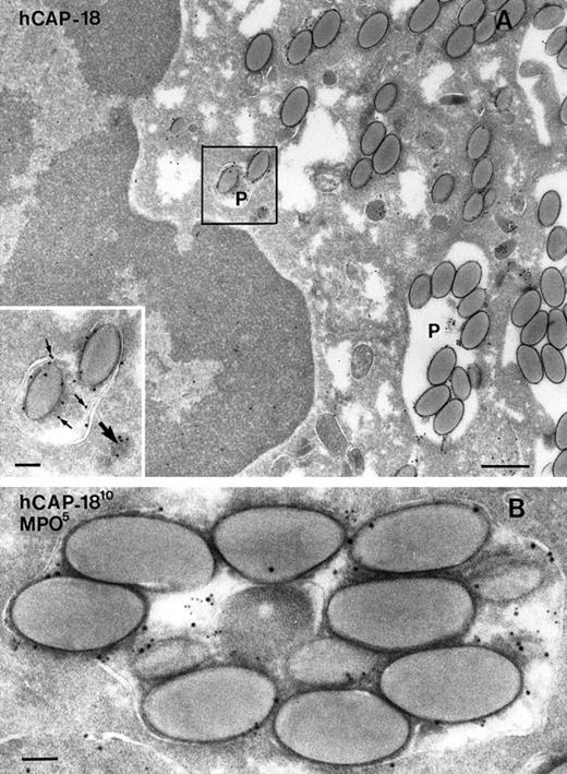 Fig. 2. Electron microscopy of neutrophils from skin windows after phagocytosis of latex beads. / (A) Cryosection incubated with anti–hCAP-18 and 10-nm protein A-gold. Neutrophil with phagolysosomes (p) containing latex beads. (Inset) Higher magnification of the marked area showing a granule containing hCAP-18 (large arrow) and a phagolysosome also labeled for hCAP-18 (small arrows). Bars, 400 nm; inset, 100 nm. (B) Double-immunogold labeling of hCAP-18 (as a marker of specific granules) with 10-nm gold particles and myeloperoxidase (MPO, as a marker of azurophil granules) with 5-nm gold particles demonstrated that both azurophil and specific granules fused with the phagolysosome. Bar, 100 nm.
