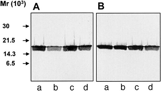 Fig. 3. Immunoblotting of cell lysates. / Neutrophils were TCA-precipitated, and the precipitates were run on SDS-PAGE and analyzed by immunoblotting with anti–hCAP-18 antibodies. (A) Precipitates of neutrophils harvested from skin windows (107 cells/mL), unstimulated cells (lane a), or cells stimulated with fMLP (lane b), IgG-coated latex beads (lane c), or ionomycin (lane d). (B) Precipitates of neutrophils isolated from peripheral blood (107 cells/mL), unstimulated cells (lane a) or cells stimulated with fMLP (lane b), IgG-coated latex beads (lane c), or ionomycin (lane d).