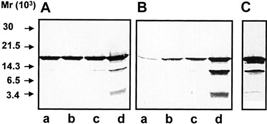 Fig. 4. Immunoblotting of exocytosed material. / After stimulation, the neutrophils were pelleted and the supernatant containing the exocytosed material was analyzed by SDS-PAGE and immunoblotting with anti–hCAP-18 antibodies. (A) Exocytosed material from neutrophils harvested from skin windows (107cells/mL), unstimulated cells (lane a) or cells stimulated with fMLP (lane b), IgG-coated latex beads (lane c), or ionomycin (lane d). (B) Exocytosed material from neutrophils isolated from peripheral blood (107 cells/mL), unstimulated cells (lane a) or cells stimulated with fMLP (lane b), IgG-coated latex beads (lane c), or ionomycin (lane d). (C) Exocytosed material from fMLP-stimulated neutrophils (3 × 108 cells/mL) from peripheral blood.