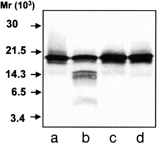 Fig. 5. Immunoblotting of hCAP-18 after incubation with azurophil granule proteins. / Purified hCAP-18 was incubated with azurophil granule proteins. Samples were run on SDS-PAGE followed by immunoblotting with anti–hCAP-18 antibodies. Purified hCAP-18 (lane a) incubated with azurophil granule proteins (lanes b-d) and phenylmethylsulfonyl fluoride (lane c) or aprotinin (lane d).