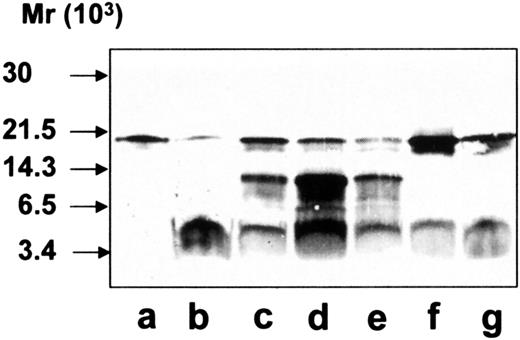 Fig. 6. Immunoblotting with monoclonal anti–LL-37 antibody. / All samples were run on SDS-PAGE followed by immunoblotting with monoclonal anti–LL-37 antibody. Lane a, purified hCAP-18; lane b, exocytosed material from ionomycin-stimulated neutrophils; lane c, purified hCAP-18 incubated with azurophil granule proteins; lane d, elastase; lane e, cathepsin G; lane f, proteinase 3; lane g, with exocytosed material from ionomycin-stimulated neutrophils after depletion of the endogenous hCAP-18.