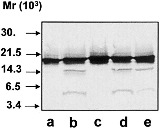 Fig. 7. Cleavage experiment with exocytosed material. / Exocytosed material from ionomycin-stimulated neutrophils was depleted of endogenous hCAP-18 and subsequently incubated with purified hCAP-18 with or without protease inhibitors. Samples were run on SDS-PAGE followed by immunoblotting with anti–hCAP-18 antibodies. Purified hCAP-18 (lane a) incubated with exocytosed material (lanes b-e). This resulted in cleavage of hCAP-18 (lane b). This cleavage was inhibited by the addition of CMK (lane c) but not by chymostatin (lane d) or SLPI (lane e).