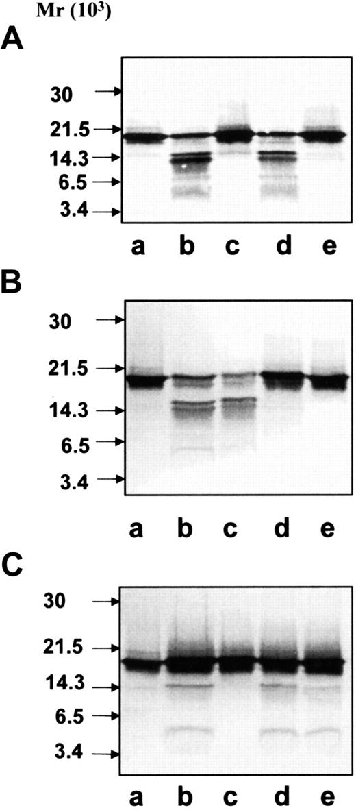 Fig. 8. Differential inhibition of hCAP-18 cleavage by serine proteases from azurophil granules. / Samples were run on SDS-PAGE followed by immunoblotting with anti–hCAP-18 antibodies. (A) hCAP-18 (lane a) was incubated with elastase alone (lane b) or together with the inhibitors CMK (lane c), chymostatin (lane d), or SLPI (lane e). (B) hCAP-18 (lane a) was incubated with cathepsin G alone (lane b) or together with the inhibitors CMK (lane c), chymostatin (lane d,) or SLPI (lane e). (C) hCAP-18 (lane a) was incubated with proteinase 3 alone (lane b) or together with the inhibitors CMK (lane c), chymostatin (lane d), or SLPI (lane e).