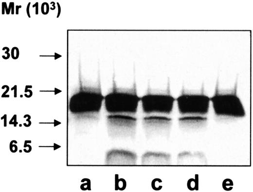 Fig. 9. Cleavage of hCAP-18 by exocytosed material after the immunoprecipitation of individual serine proteases. / Endogenous hCAP-18 fragments were deleted from the exocytosed material. Individual serine proteases were removed from the exocytosed material by immunoprecipitation before incubation with purified hCAP-18. Samples were run on SDS-PAGE followed by immunoblotting with anti–hCAP-18 antibodies. Purified hCAP-18 (lane a) was incubated with the exocytosed material after immunoprecipitation with preimmune rabbit antibodies (lane b), antielastase antibodies (lane c), anti–cathepsin G antibodies (lane d), and anti–proteinase 3 antibodies (lane e).