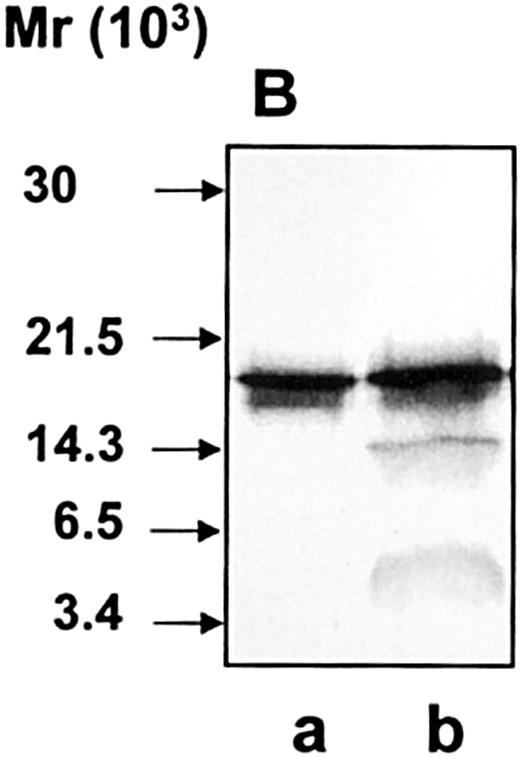 Fig. 10. Susceptibility of lipoprotein-bound hCAP-18 to cleavage by proteinase 3. / Lipoprotein-bound hCAP-18 (lane a) was incubated with proteinase 3 (lane b). Samples were run on SDS-PAGE followed by immunoblotting with anti–hCAP-18 antibodies.