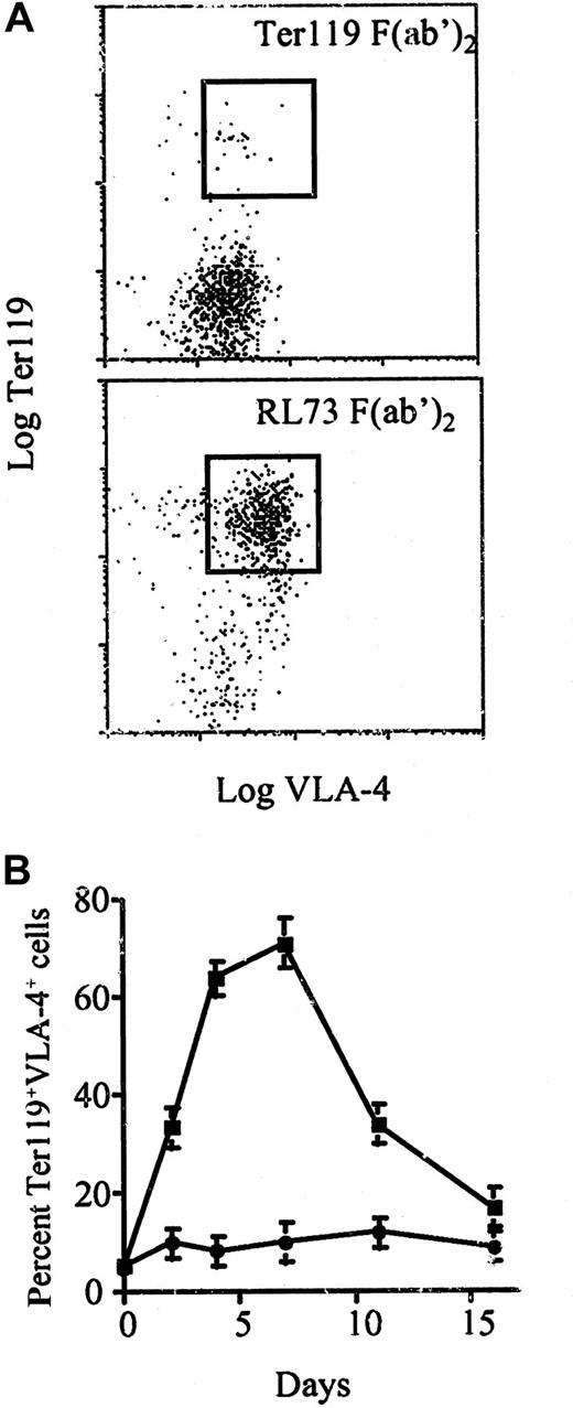 Fig. 3. De novo erythropoiesis occurs in the spleen of anti-CD147–treated mice. / DBA2 mice were injected intraperitoneally with 100 μg RL73 F(ab′)2 or Ter119 F(ab′)2 and killed at the indicated time points. (A) Spleen cells were stained for expression of Ter119 and VLA-4 and analyzed by FACS on day 3. (B) Kinetics of the increase in percentage of Ter119+, VLA-4+ cells in spleen of mice treated with 100 μg RL73 F(ab′)2 (▪) or Ter119 F(ab′)2 (●).