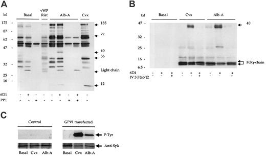 Fig. 2. Alboaggregin-A binds and signals through GPVI. / (A) Human washed platelets (5 × 108/mL) in the presence of EGTA (1 mM) and indomethacin (10 μM) were stimulated by convulxin (Cvx; 1 μg/mL); alboaggregin-A (Alb-A; 1 μg/mL); or vWF ristocetin (vWF; 10 μg/mL; rist; 1mg/mL). (A) Reactions were stopped by the addition of equal volumes of Laemmli sample buffer. (B) Experiments were stopped by addition of an equal volume of cold lysis buffer, and the FcR γ-chain was precipitated from lysates by means of the tandem SH2 domains of Syk expressed as a glutathione-S-transferase fusion protein. Proteins were separated by 8% to 18% gradient SDS-PAGE and Western blotted for phosphotyrosine with mAb 4G10. (C) K562 cells (2 × 106/mL) transfected with either GPVI/FcR γ-chain (FID10/γ) or FcR γ-chain alone (PRC/γ) were stimulated with alboaggregin-A (Alb-A; 1 μg/mL) or convulxin (Cvx; 1 μg/mL). Following separation by SDS-PAGE, blots were probed for phosphotyrosine with mAb, 4G10.