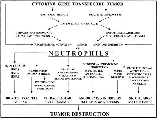 Fig. 1. Recruitment of neutrophils into cytokine-transfected tumor and their involvement in its destruction. / Local release of the cytokine from transfected tumor cells acts on the host endothelium and reactive leukocytes, mainly tumor-associated macrophages. The cytokine and chemokine cascade and endothelial adhesion molecule expression thus induced results in PMN recruitment and activation. Tumor destruction on the part of activated PMNs is achieved through their release of a variety of factors (cytokines, enzymes, chlorinated oxidants, etc) whose effects include direct tumor killing, extracellular lysis, inhibition of angiogenesis and activation of other reactive cells, resulting in NK cell, T cell, and antibody-dependent cytotoxicity.