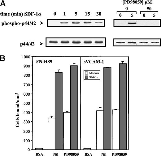 Fig. 4. Activation of the p44/42 MAP kinase by SDF-1α is not required for the up-regulation of VLA-4–mediated cell adhesion. / (A) NCI-H929 cells were pre-incubated in the absence or in the presence of PD98059 before the addition of SDF-1α (100 ng/mL) for the indicated times. Cells were solubilized and subjected to immunoblotting using an anti-phospho–p44/42 antibody. After stripping and blocking, the same blots were reprobed with anti-p44/42 antibodies to check for total p44/42 protein content. Blots were developed by a chemiluminescence reaction and exposed to radiographic film. (B) Cells were labeled with BCECF-AM and treated for 30 minutes in adhesion medium without (Nil) or with PD98059 (50 μM). SDF-1α (100 ng/mL, 1 minute) was added, and cells were allowed to adhere to FN-H89– or sVCAM-1–coated wells for 2 minutes. Adhesions were quantified in a fluorescence analyzer. Adhesion data represent the mean ± SD of triplicate samples from one representative result of 4 independent experiments.