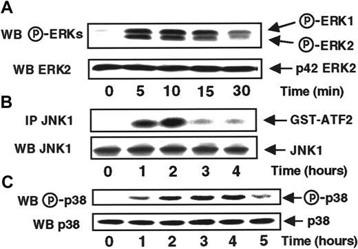 Fig. 1. MCP-1 stimulates with distinct time courses ERKs, JNK1, and p38 activities in MonoMac6 cells. / MonoMac6 cells incubated with 20 nM MCP-1 for the indicated times and proteins extracted from lysates, resolved by SDS-PAGE, and electrophoretically transferred to Immobilon-P membrane were detected by immunoblotting with antiactive ERKs (A) or p38 (C) antibodies. JNK1 activity (B) was performed, from cell lysates, by in vitro kinase assay using GST-ATF2 as substrate after immunoprecipitation (IP) with specific antibodies as described in “Materials and methods.” The amounts of ERKs, JNK1, or p38 in immunoprecipitates were assessed by Western blotting analysis with the appropriate antibodies (WB). The results are representative of 5 experiments.