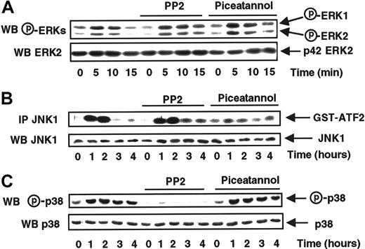 Fig. 2. Syk and Src-like tyrosine kinases are, respectively, involved in the MCP-1–induced JNK1 and p38 activations. / MonoMac6 cells, untreated or preincubated 2 hours with 10 μM PP2 or 5 μg/mL piceatannol, were exposed following different time courses to 20 nM MCP-1. The activity and the amount of each MAPK were evaluated as previously described in Figure 1 and in “Materials and methods.” The results are representative of 2 experiments.