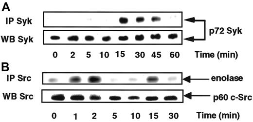 Fig. 3. MCP-1 activates Syk and Src tyrosine kinases in MonoMac6 cells. / MonoMac6 cells were incubated with 20 nM MCP-1 for the indicated times. Syk (A) and Src (B) kinases were immunoprecipitated (IP) with specific antibodies from cell lysates, resolved by SDS-PAGE, and electrophoretically transferred to Immobilon-P membrane. Syk activity was assessed by immunoblotting using antiphosphotyrosine 4G10 Mabs and Src activity by in vitro kinase assay using enolase as substrate. The amounts of Syk and c-Src immunoprecipitated were evaluated by Western blotting analysis with the appropriate antibodies (WB). The results are representative of 2 experiments.