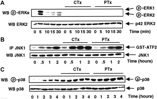 Fig. 4. CTX and PTX stimulate the MCP-1–induced JNK1 and p38 activations, but not the ERK activation. / MonoMac6 cells, untreated or preincubated 4 hours with 250 ng/mL pertussis toxin (PTX) or 10 μg/ml cholera toxin (CTX), were exposed following different time courses to 20 nM MCP-1. The activity and the amount of each MAPK were evaluated as previously described in Figure 1and in “Materials and methods.” The results are representative of 3 experiments.