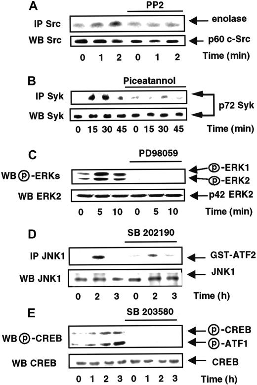 Fig. 5. MCP-1–induced kinase activities are abrogated by their respective specific inhibitors. / MonoMac6 cells, untreated or preincubated 2 hours either with 10 μM PP2, 5 μg/mL piceatannol, 40 μM PD98059, 40 μM SB202190, or 40 μM SB202580, were exposed following different time courses to 20 nM MCP-1. The activity and the amount of Src (A), Syk (B), ERKs (C), and SAPK1/JNK1 (D) kinases were evaluated as described in Figure 1 and in “Materials and methods.” (E) CREB phosphorylation was analyzed by Western blot using antibodies (New England Biolabs, Beverly MA) specific for phosphorylated Ser133 of CREB (P-CREB) or phosphorylated Ser63 of ATF1 (P-ATF1). CREB expression was analyzed by Western blot using anti-CREB antibodies (Santa Cruz Biotechnology). Results are representative of 2 experiments.