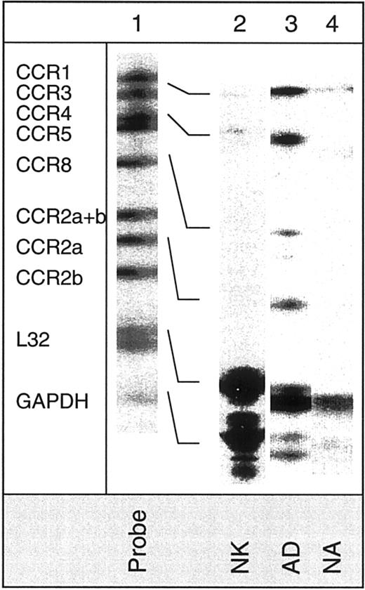 Fig. 5. Demonstration of mRNA expression for various CC chemokine receptors. / Expression of mRNA in nonactivated (NK), adherent (AD), and nonadherent (NA) cells using the hCR5 multitemplate kit, which detects mRNA for CCR1, CCR2, CCR3, CCR4, CCR5, and CCR8.