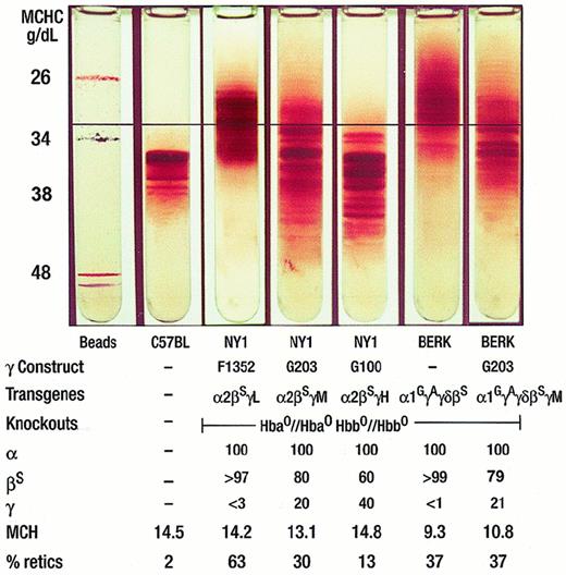 Fig. 1. Percoll Larex continuous density gradient of the 5 types of transgenic mice. / The lightest cells (at the top of the gradient) are predominantly reticulocytes and the densest cells (at the bottom of the gradient) are enriched in ISCs. The MCHC found at each depth in the tube is displayed on the left hand side of the gradients. The gradient has physiologic pH and osmolarity and is performed at 37°C. From left to right: density-marker beads, C57BL, NY1KO γL, NY1KO γM, NY1KO γH, BERK, and BERK γM. Note the highest density (MCHC) cells in the NY1KO γM mouse and the lowest density (MCHC) cells in the BERK mouse. The horizontal black line is included for reference: note in particular that about 40% of the NY1KO γL red cells have a density greater than that indicated by the line, more than 90% of NY1KO γM red cells have a density greater than that indicated by the line, and that less than 10% of the BERK red cells have a density greater than that indicated by the line. All 3 NY1KO mice have a fraction of cells lighter than the C57 mouse that are predominantly reticulocytes and appear in proportion to the percentage reticulocytes: 63% reticulocytes for NY1KO γL (less than 3% γ), 30% reticulocytes for the NY1KO γM (20% γ), and 13% for the NY1KO γH (40% γ). The percentage high-density cells is greater in the NY1KO γM mouse with 20% γ. In contrast, the BERK mouse12 has very few red cells with a density equal to or greater than the C57 red cells. When γM is introduced into the BERK mouse, red cell density increases resulting in more cells with a nearly normal MCHC; note that, in contrast to the BERK mouse, more than 90% of the red cells have a density greater than that indicated by the black line. Separation of the gradient of the BERK γM mouse into a top and bottom fraction shows that there is a higher percentage γ in the bottom fraction.