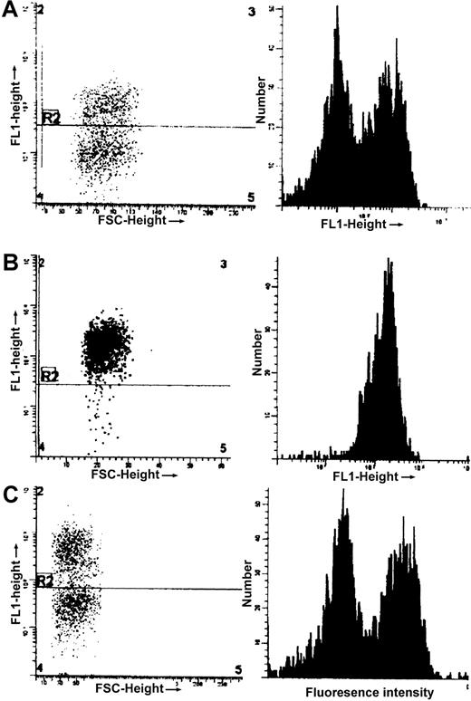 Fig. 3. Comparison of distribution of γ in red cells of by FACS analysis using FITC-labeled antibody specific for human γ globin. / Left panels, fluorescence intensity (FL1) versus cell size (which is proportional to fluorescent side scatter, FSC); right panels, number of cells versus fluorescence intensity. The same arbitrary scale is used in all 3 graphs for both FL1 and FSC. (A), NY1KO γM; (B), NY1KO γH; and (C), BERK γM mice. Note the presence of 2 populations of red cells, one expressing γ (high fluorescence intensity) and one not, in NY1KO γM and BERK γM mice and the small red cell size in the BERK γM mice both in cells with and without γ relative to the NY1KO mice. The small relative size of BERK mice is compatible with the MCVs given in Table 2.