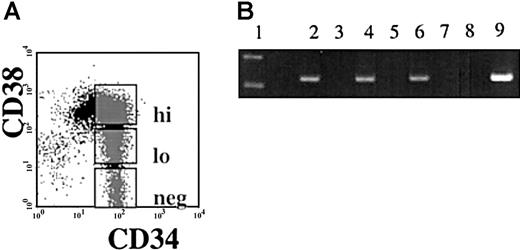 Fig. 2. Expression of. / hiwi in subpopulations of CD34+ cells.Immunomagnetically selected CD34+ human adult BM cells were sorted based on the CD38 expression. (A) Gates were established for the flow cytometric isolation of CD34+CD38hi, CD34+CD38lo, and CD34+CD38neg. (B) Semiquantitative RT-PCR ofhiwi in CD34+ subpopulations. Lane 1, 123-bp DNA ladder; lane 2, CD34+CD38neg sample; lane 3, CD34+CD38neg (−RT) sample; lane 4, CD34+CD38lo sample; lane 5, CD34+CD38lo (−RT) sample; lane 6, CD34+CD38hi sample; lane 7, CD34+CD38hi (−RT) sample; lane 8, negative control (water); lane 9, positive control (human testis, 269 bp).