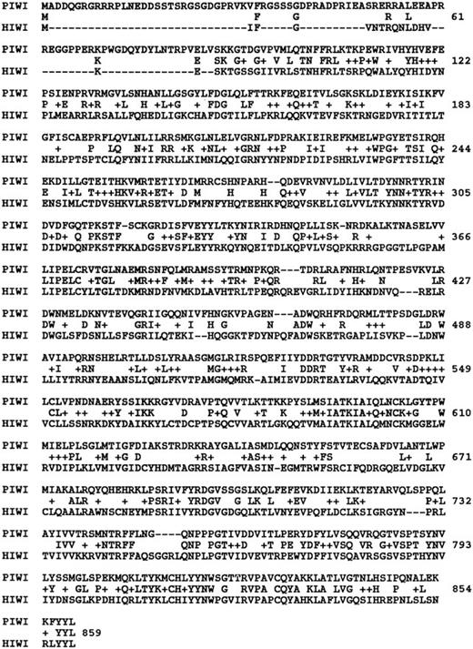 Fig. 6. HIWI protein alignment. / Amino acid alignment of the HIWI protein (Genbank accession numberAF264004) to the D. melanogaster PIWI protein (Genbank accession number AF104355). Amino acid identities are indicated by identical amino acid matches, whereas mismatches are indicated by a blank space. The + signs refer to positions in which the nature of the residue is conserved as reported by BLASTP homology alignment. Numbering begins at the initiation codon of the PIWI sequence.