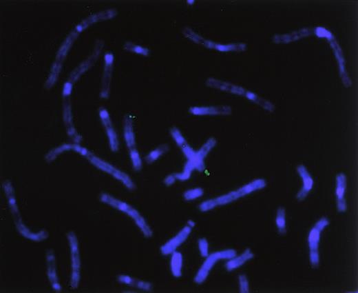 Fig. 10. Chromosomal localization by FISH analysis. / Chromosomal localization of hiwi using a hiwigenomic clone shows hybridization of the genomic probe to the q arm of chromosome 12, specifically between 12q24.2 through 12q24.32.