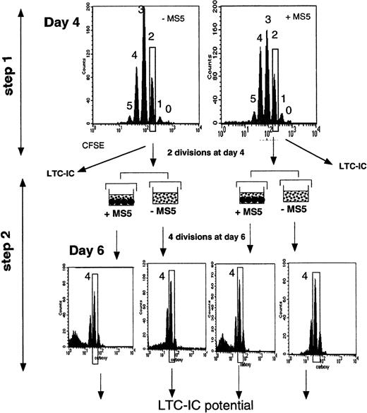 Fig. 1. Schematic representation of the experimental strategy. / CD34+CD38low cells labeled with CFSE were first incubated for 4 days in conditions with or without stromal cells (step 1). At this time, cells were analyzed for the expression of fluorescence. Each peak corresponds to a cell generation and was numbered by reference to the 0-division point defined by analyzing an aliquot of the cells cultured under the same conditions but in the presence of Colcemid to block mitosis. The additional CFSE-negative population, seen in the upper right graph, corresponds to the MS5 cells. Cells that had divided fewer than 2 times and 2, 3, and 4 times were sorted, and their LTC-IC activities were assessed. In some experiments, a 2-step procedure was followed. Two-division cells were sorted on day 4 and incubated for 2 more days with cytokines, with or without MS5 cells (step 2). After this period (6 days from day 0), cells that had achieved 2 more divisions (4 since day 0) were sorted, and their LTC-IC activity was assessed.