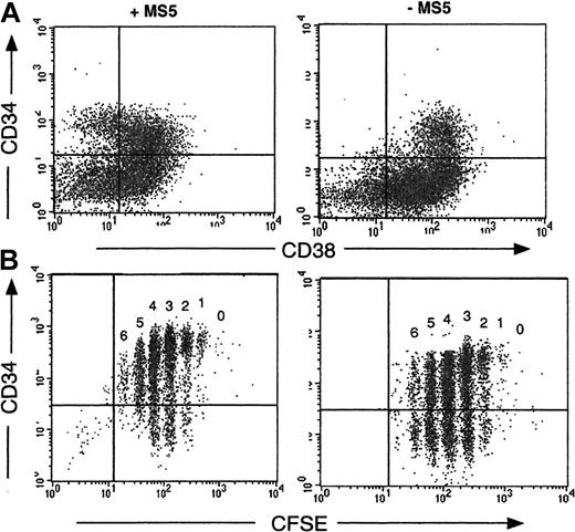 Fig. 3. Retention of the CD34 antigen by cells grown on MS5 cells. / CD34+CD38low cells were cultured 4 days in the presence (left panels) or in the absence (right panels) of MS5 cells. The dot plot analysis of cells labeled concomitantly with monoclonal antibodies against CD34 and CD38 is presented in the upper panel (A). The quadrant limits have been set according to labeling with control antibodies. The lower panel (B) visualizes the proportion of CD34+ cells within each cell generation as defined by CFSE distribution. In the absence of MS5 cells (B, right) at least 50% of cells were CD34−, whereas more than 75% cells dividing on MS5 cells retained the CD34 antigen (B, left).