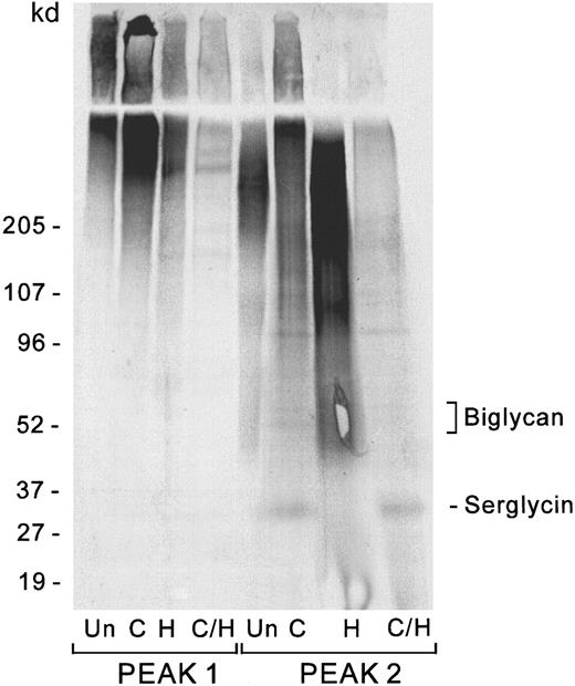 Fig. 3. Core proteins of endothelial cell–secreted proteoglycans. / Digestions were performed as described in the text. The digestion products were separated by SDS-PAGE and visualized by autoradiography. Proteoglycans from the Sepharose CL-6B column were pooled in 2 fractions: the Vo peak (peak 1) and the entire Kav 0.2 peak (peak 2). Un indicates undigested; C, chondroitinase; H, heparitinase; C/H, double digestion with chondroitinase and heparitinase. Undigested material represents 10% of the sample, and each digest represents 30%.
