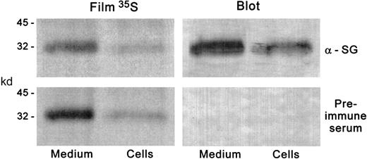 Fig. 6. Immunoblotting and autoradiographic detection of serglycin in HL-60 cells. / HL-60 cells were incubated with 35S-sulfate, and proteoglycans were purified and subjected to chondroitinase digestion as described in the text. The digests were electrophoresed on SDS-PAGE gradient gels in duplicate and transferred to nitrocellulose. One blot was immunostained with the antiserglycin IgY and the other with preimmune serum. The blots were subjected to autoradiography. The radioactive band presumably representing the serglycin core protein was coincident with the immunostaining on the blot treated with the antiserglycin IgY. The same results were obtained with CHRF-288-11 cells.