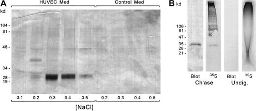 Fig. 7. Immunoblotting of serglycin core protein from secreted and intracellular HUVEC proteoglycans. / (A) The core proteins from the chondroitinase-digested proteoglycans from HUVEC-conditioned medium and an equal amount of non–cell-conditioned medium were fractionated on DEAE-Sephacel to separate the glycosylated core proteins from chondroitinase enzyme and other contaminating proteins in the carrier albumin. The DEAE-Sephacel fractions were electrophoresed by SDS-PAGE and transferred to nitrocellulose. The blots were immunostained with antiserglycin IgY. (B) Identification of intracellular serglycin core protein by35S-sulfate labeling and immunoblotting. Lanes 1 and 2: Chondroitinase-digested cellular proteoglycans were subjected to SDS-PAGE and Western blotting. The blot was subjected to autoradiography. Lanes 3-4: Undigested proteoglycans were electrophoresed in duplicate. One aliquot was transferred to nitrocellulose for Western blotting, and the other was subjected to autoradiography in the gel.